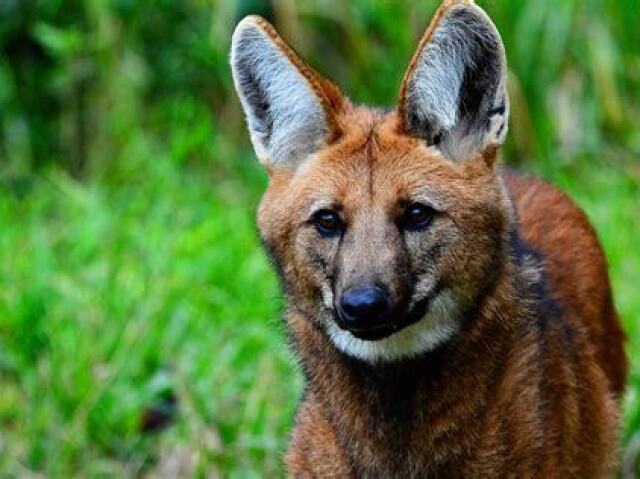 lobo guará