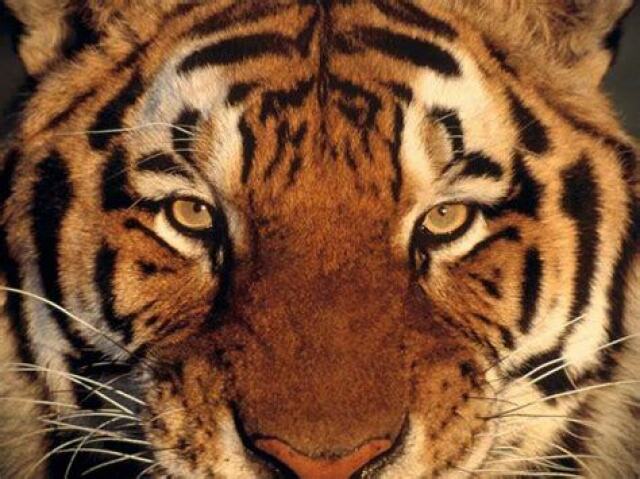 tigre