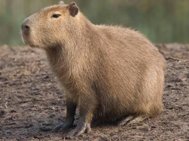 Capivara