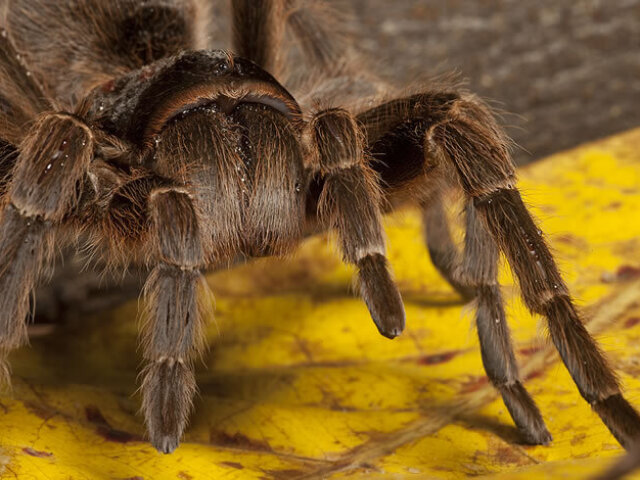 ficar numa ilha cheio de aranhas venenosas.