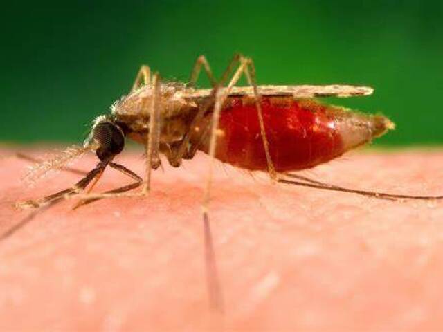 malaria