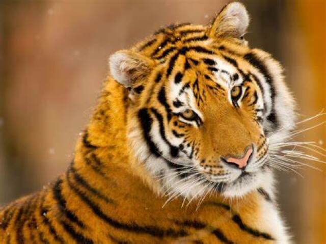 tigre