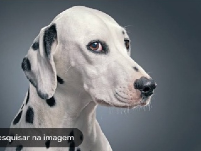 Dálmatas 🐶