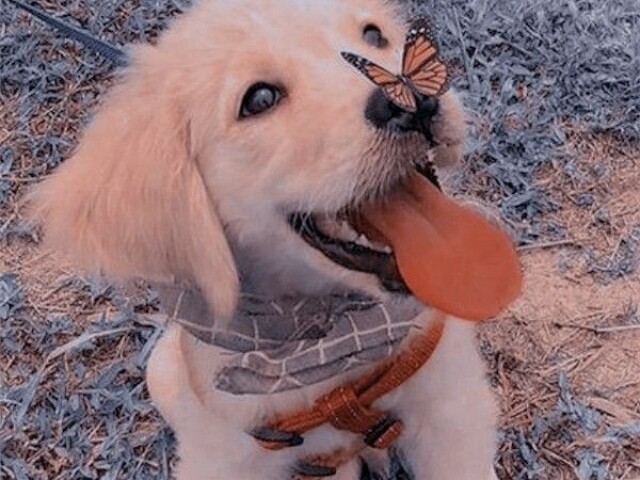 Cachorro