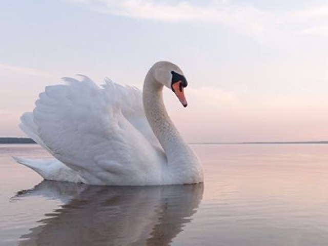 Cisne: elegante e misterioso