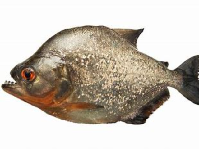 piranha