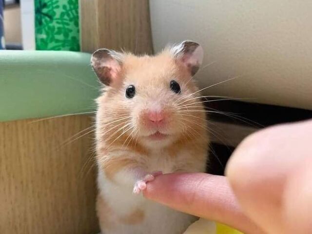 Um hamster