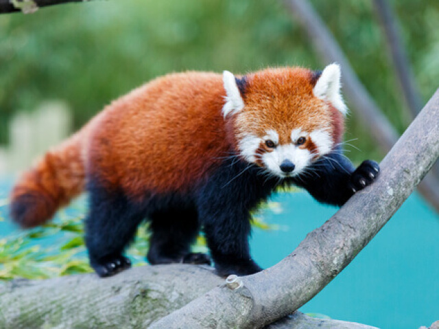 PANDA VERMELHO