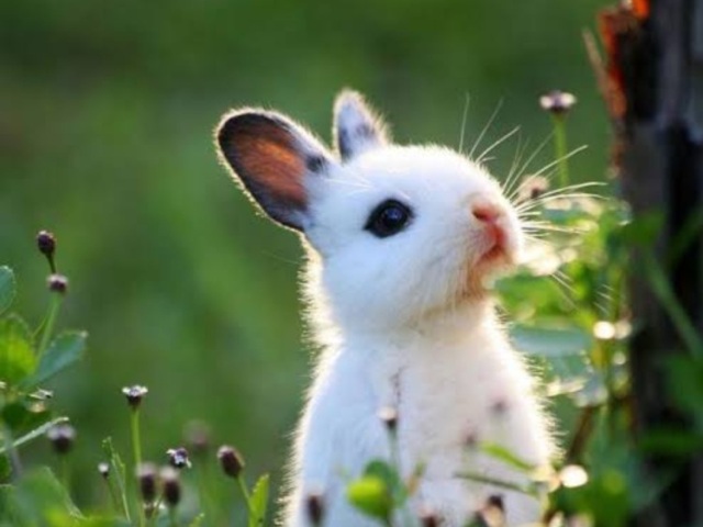 Sou um coelho e tenho medo de tudo🐰🐇