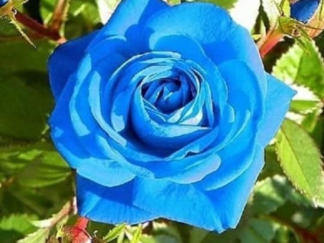 rosa azul