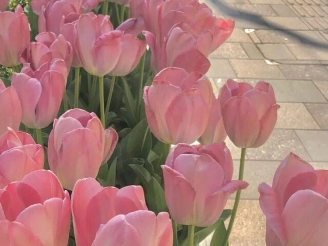 Tulipas