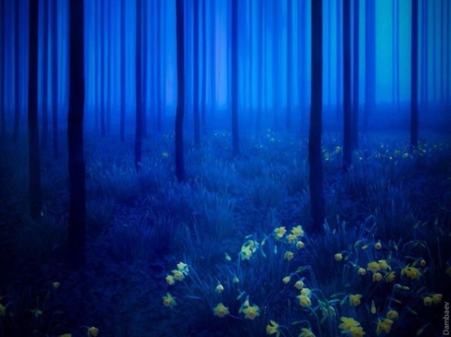 Blue Wood