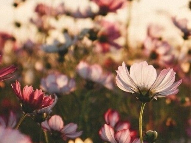 Criar a primavera, fazer as flores desabrochar e manipular a terra e a madeira