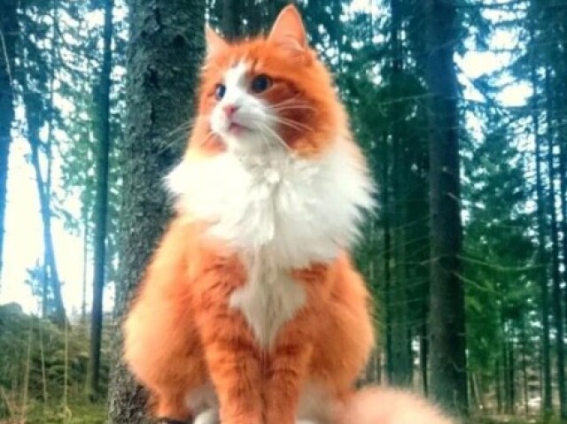 Gato🐈