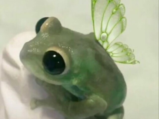 🐸