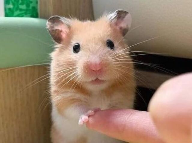 HAMSTER