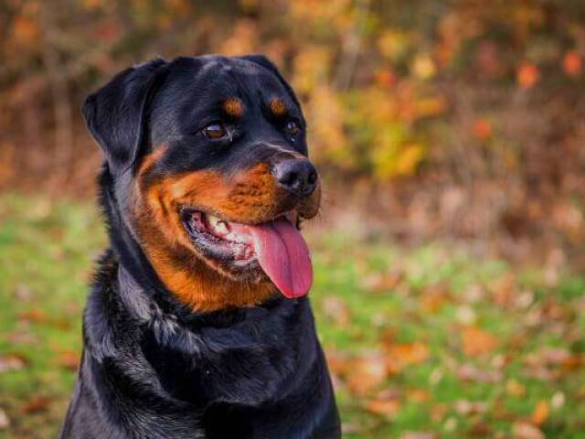 Rottweiler