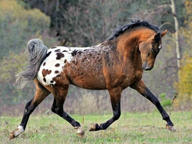 Appaloosa