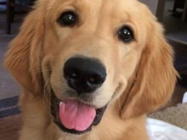 Golden Retriever (extrovertido, carinhoso e bondoso)