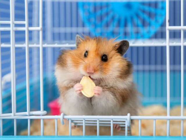 Hamster