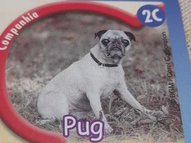 pug craqueiro