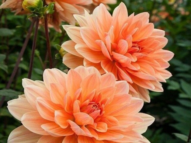 Dahlias