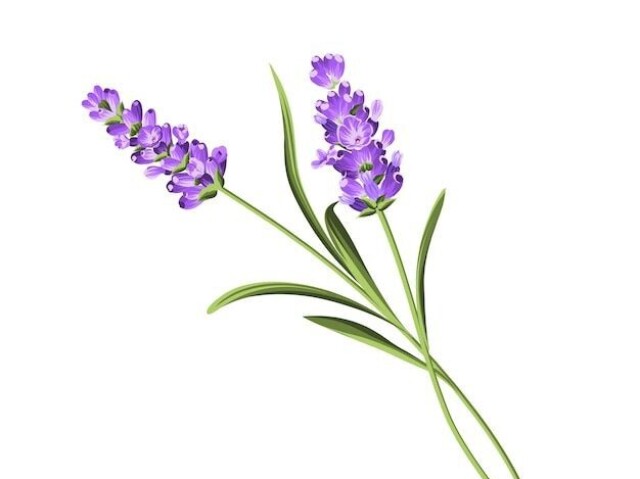 Lavanda