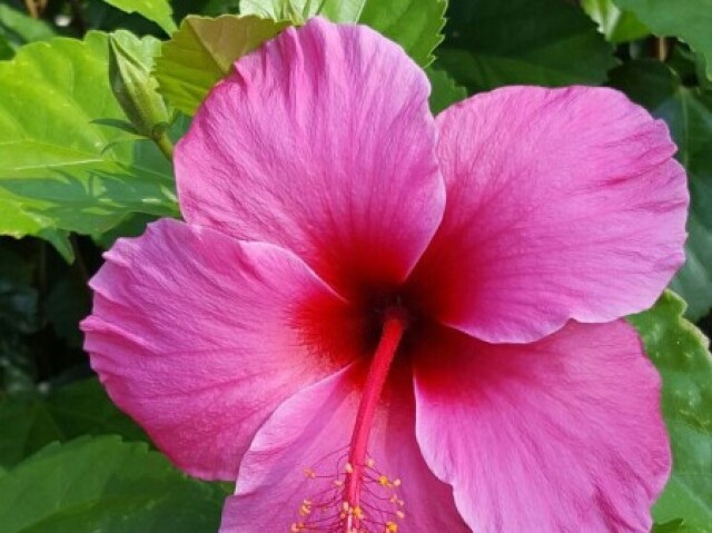 Hibisco