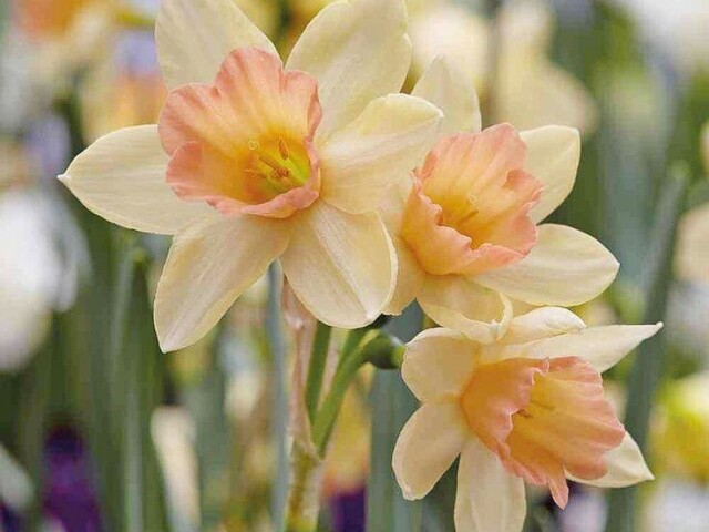 Narcisos