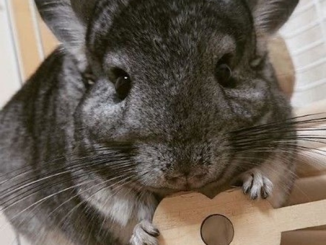 Chinchilla