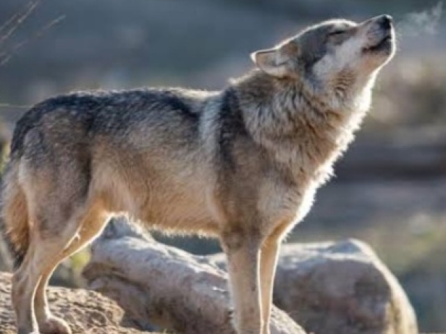 Lobos