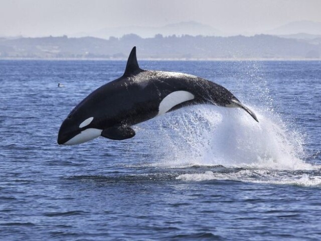 orca