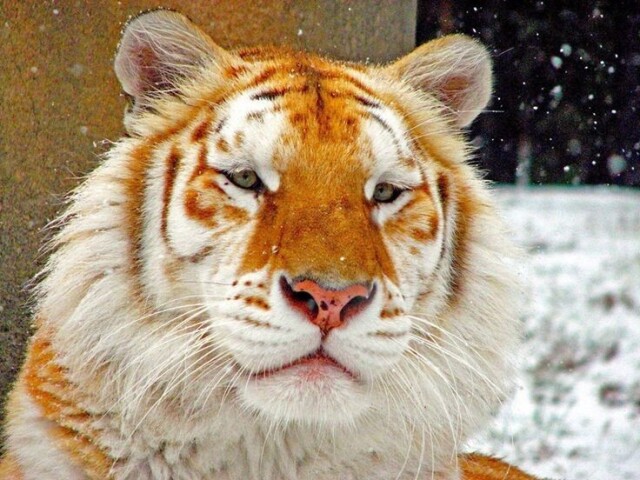 Tigre de Bengala Dourado.