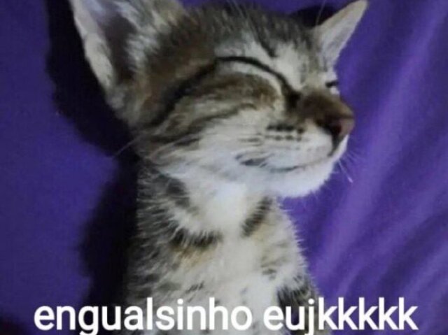 Gatinho engualsinho eu 💋