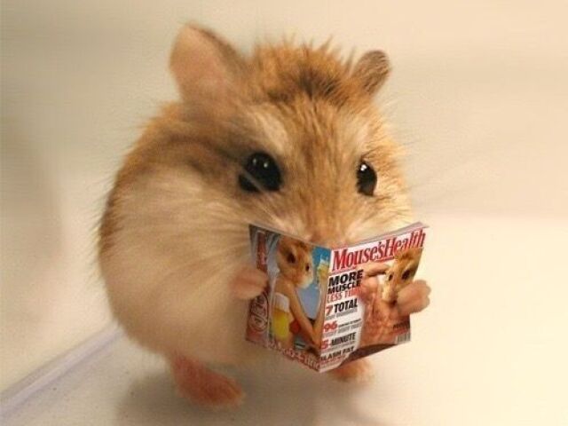 hamster