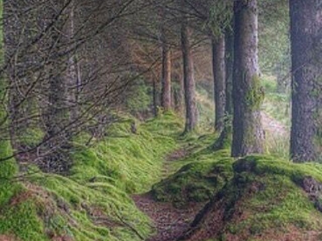Terra 🌳