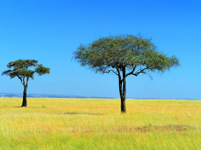 Vegetação espaçada e espinhosa. Gramínea sempre presente