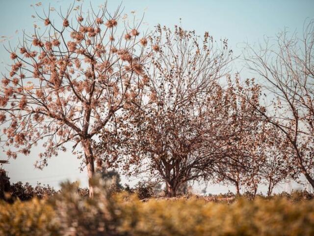 Árvores Deciduas: perdem suas folhas para sobreviver ao inverno. Arbustos, capins e musgos.