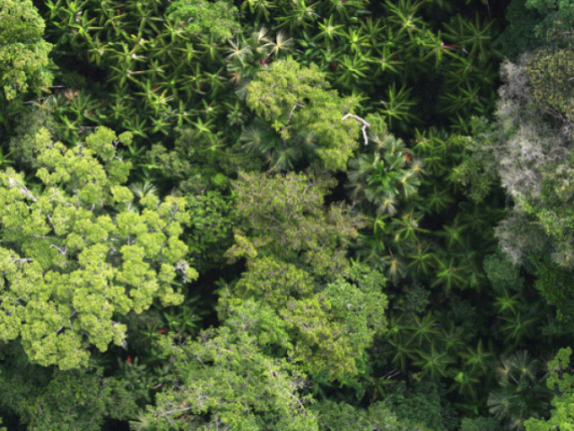 Florestas densas, perenes e de poucas especies