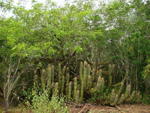 Vegetação arbustiva perene e densa. Raízes profundas e folhagem resistente a seca