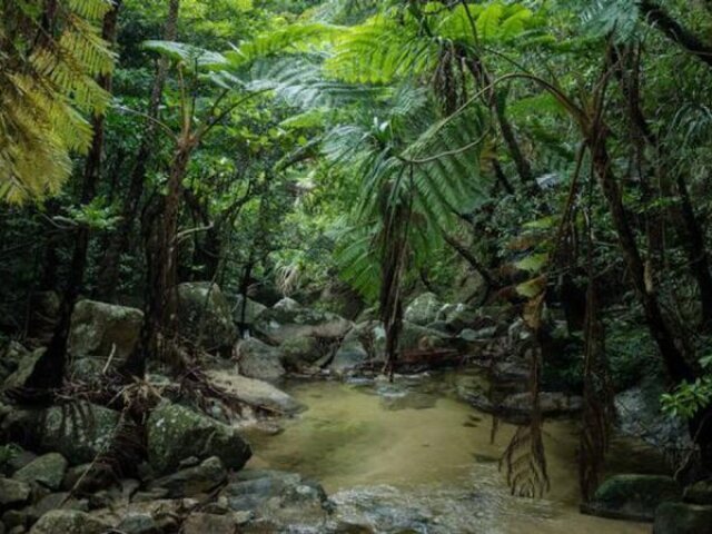 Espécies Vegetais de grande porte, densidade vegetal, folhas largas e maior biodiversidade