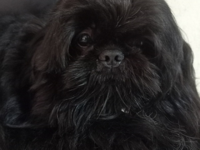 Cachorrinho