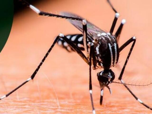 Aedes aegypti