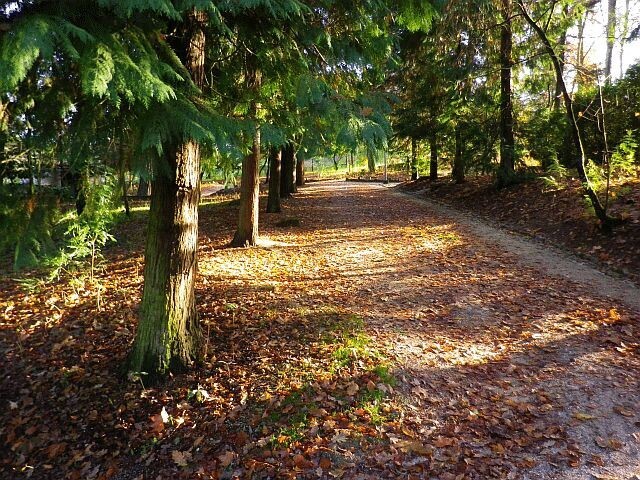 Passear no parque florestal