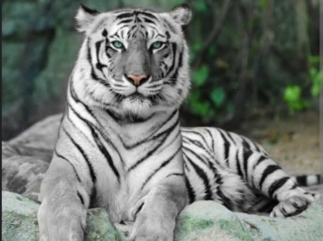 Tigre branco