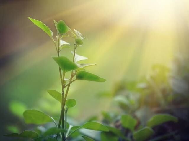 Plantas