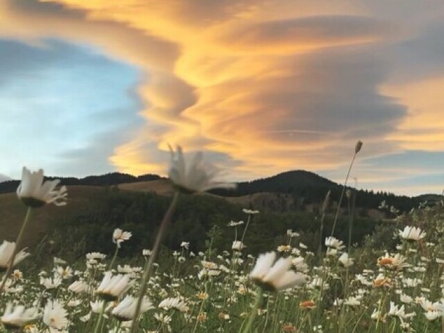 Um campo de flores