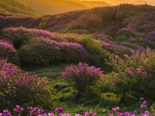 Montanha de flores rosas