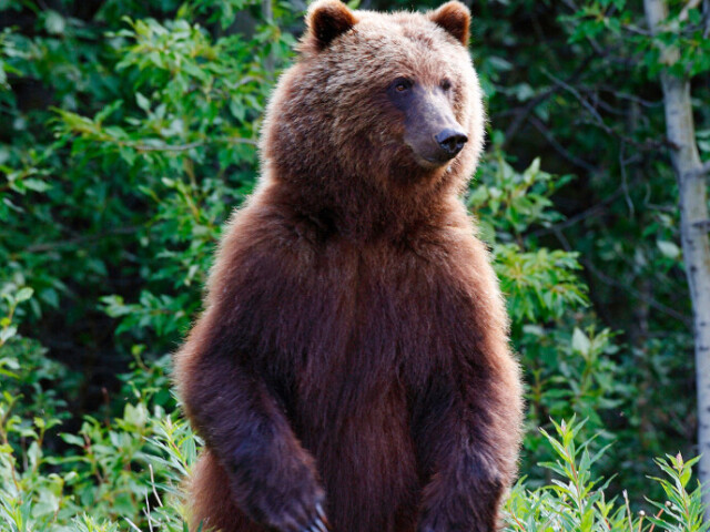 Um grande e forte urso