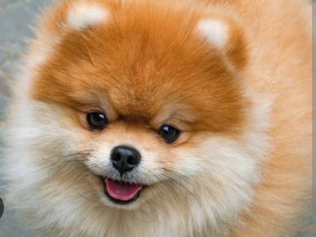 Lulu da pomerania